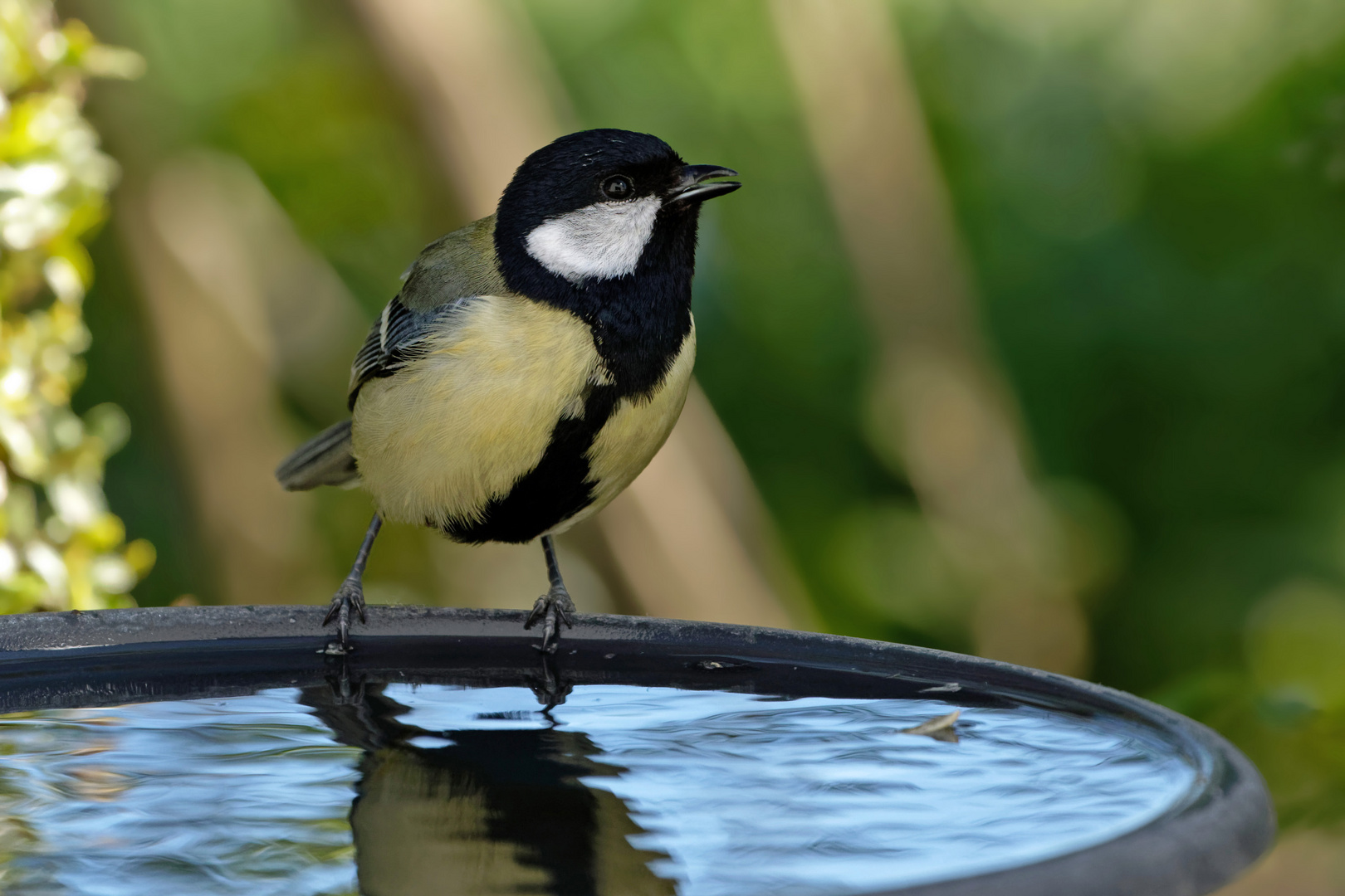 Ostern an der Wassertränke - Kohlmeise - Parus major 