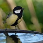 Ostern an der Wassertränke - Kohlmeise - Parus major 