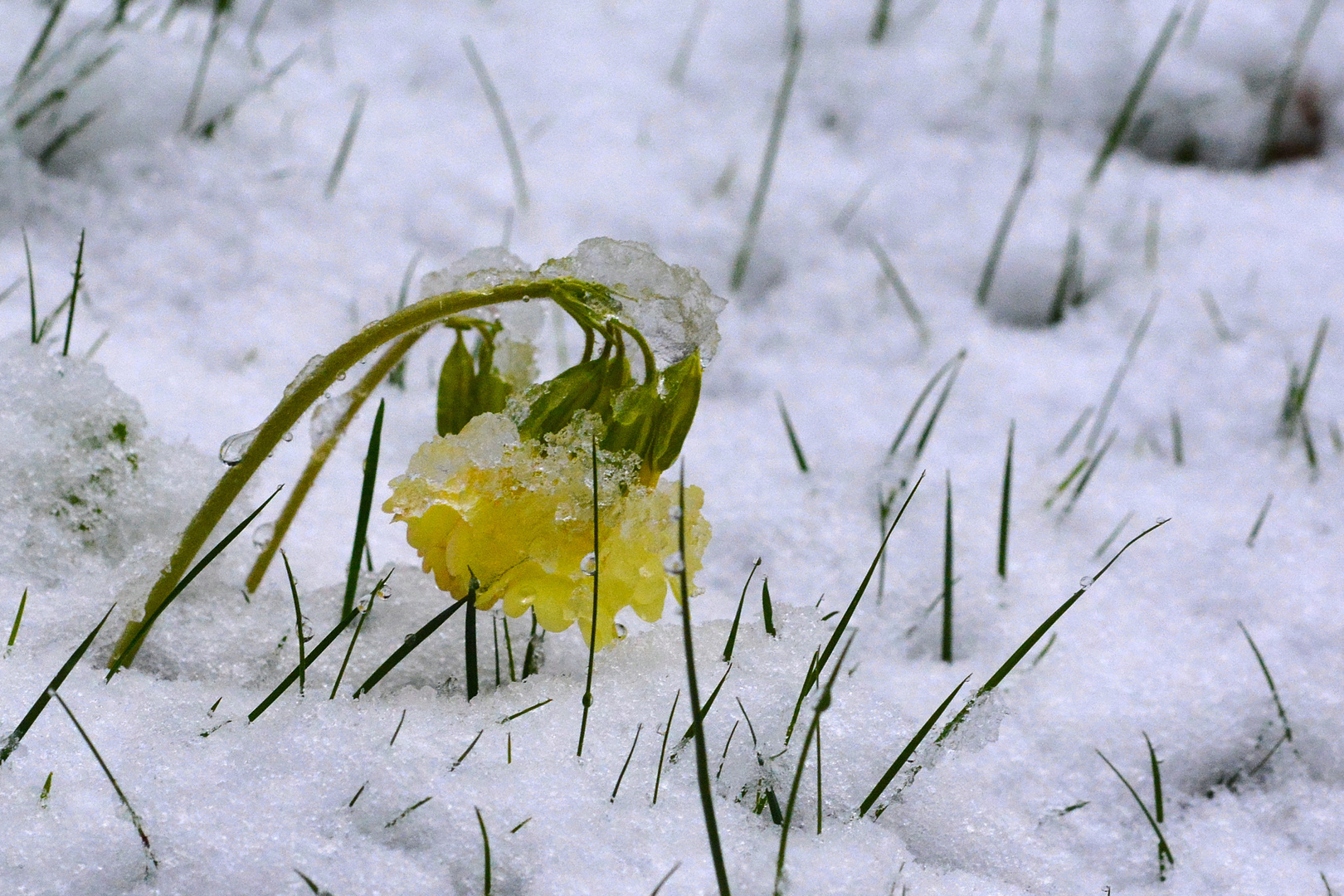 Ostern - Frühling? - oder - Winter?