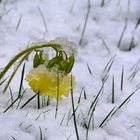 Ostern - Frühling? - oder - Winter?