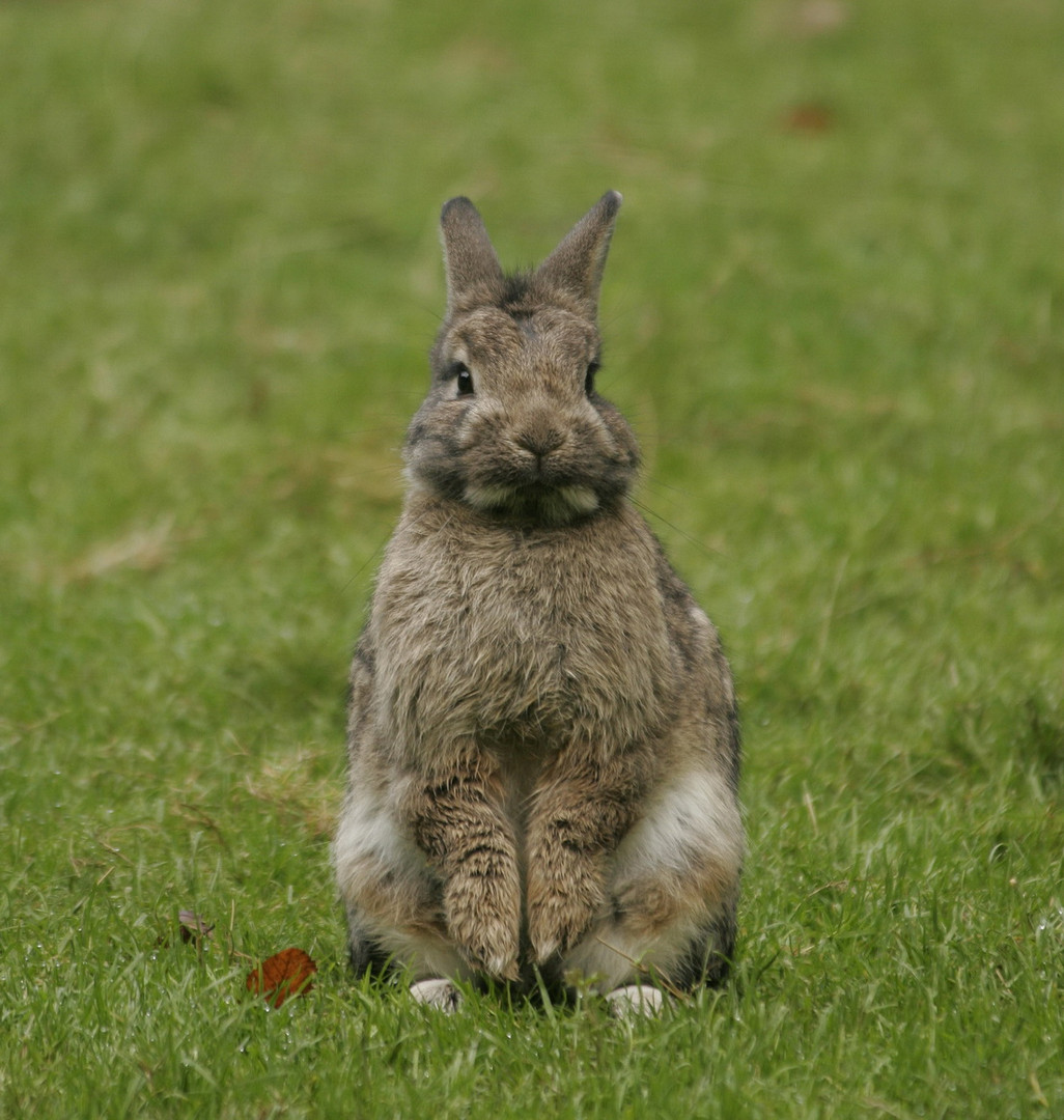 Ostern? Ich hab' noch keine Eier gesehen!