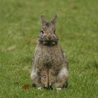 Ostern? Ich hab' noch keine Eier gesehen!