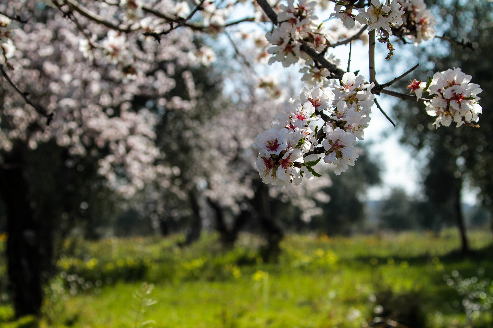 Ostern in Apulien - Pâques dans les Pouilles