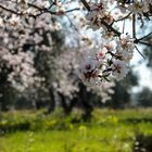 Ostern in Apulien - Pâques dans les Pouilles