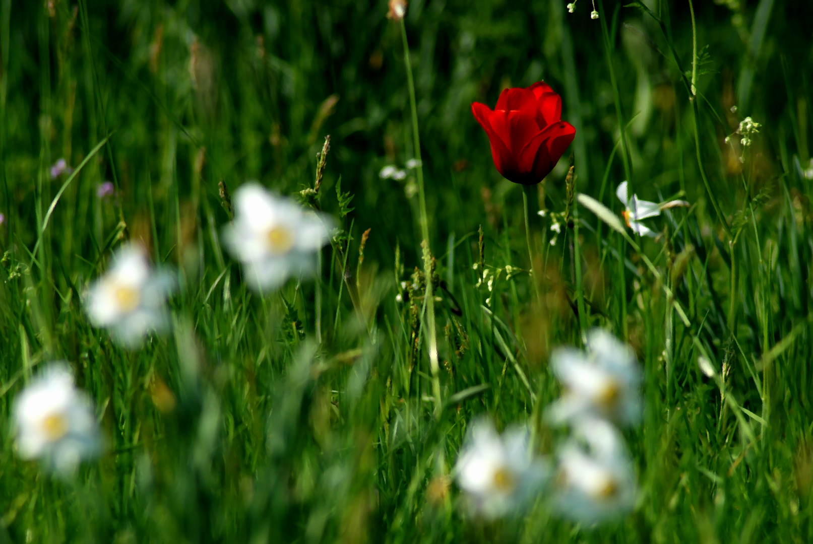 Ostern in den Gärten von Sisinghurst Castle