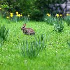 ostern in frankfurt (6 uhr früh)......