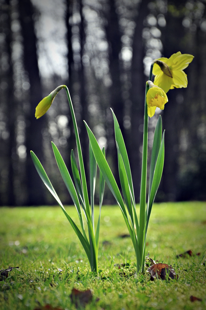 Ostern ist gaanz Nah