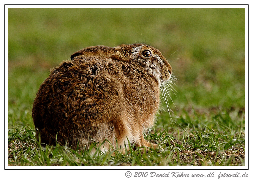 Ostern ist gerettet, Osterhase wurde gesichtet.