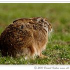 Ostern ist gerettet, Osterhase wurde gesichtet.