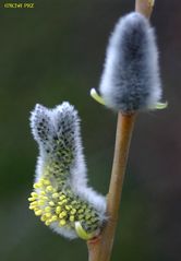 Ostern ist nicht mehr weit