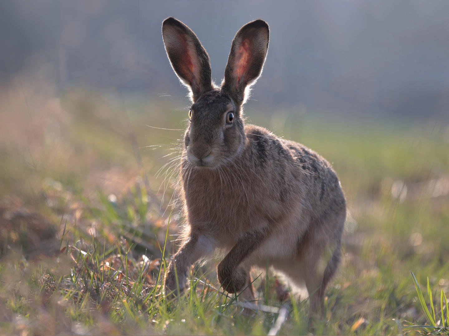 Ostern ist nicht weit.