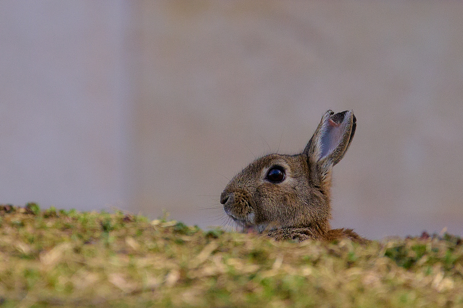 Ostern ist vorbei, kannst wieder rauskommen ....