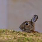 Ostern ist vorbei, kannst wieder rauskommen ....