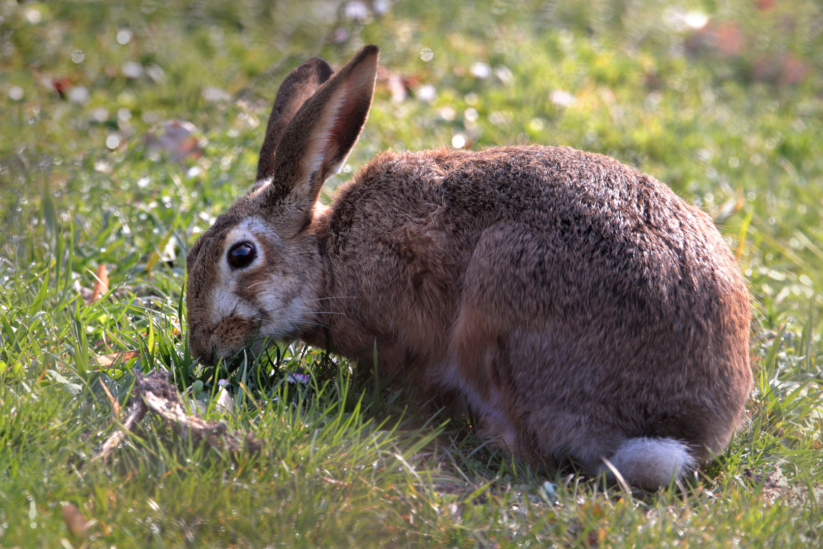 Ostern kann kommen