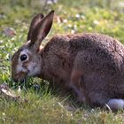 Ostern kann kommen