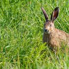 Ostern kann kommen