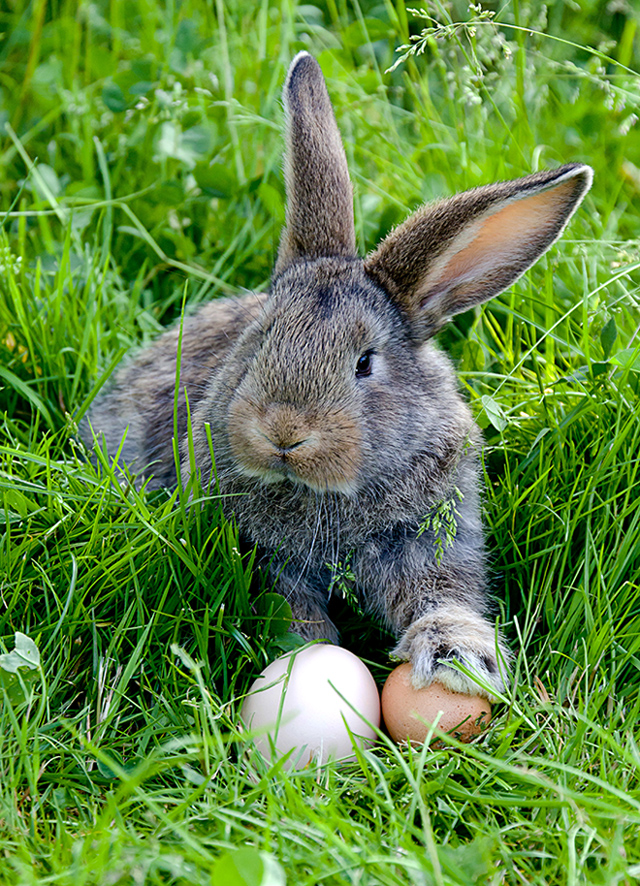 Ostern kann kommen