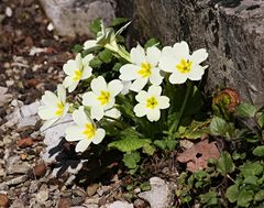 Ostern kann kommen