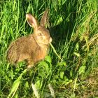 Ostern kann kommen