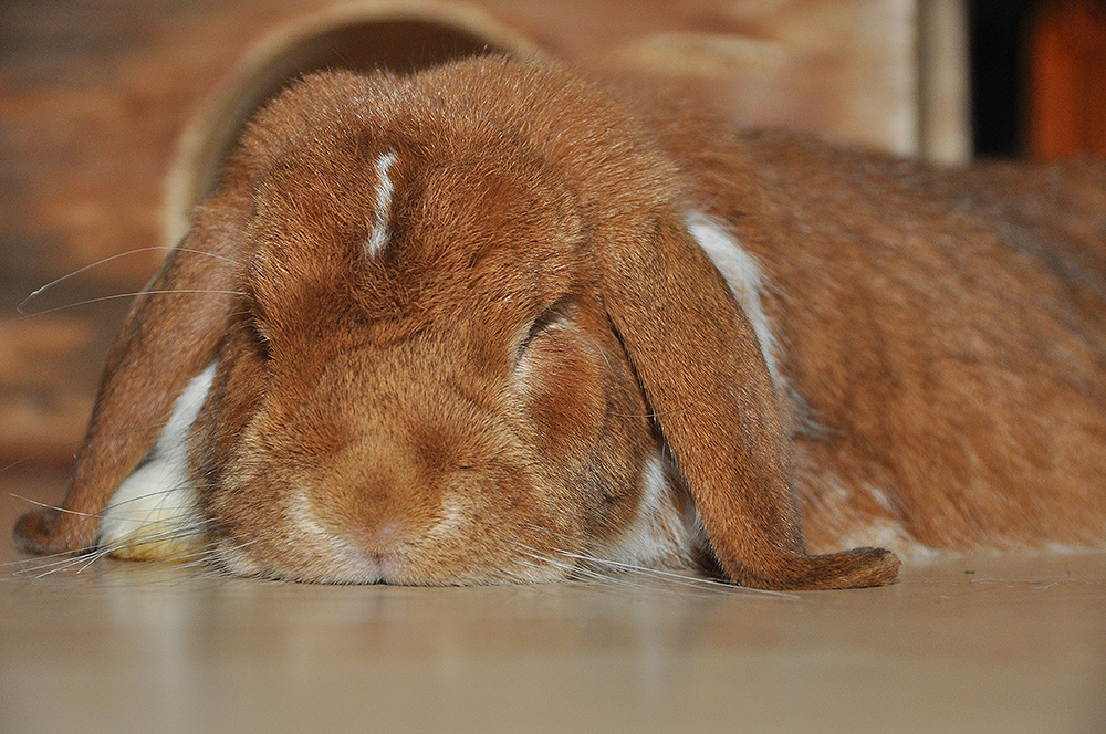 "Ostern? könnt ihr knicken, wir haben wie im letzten Jahr, frühzeitig unseren Urlaub eingereicht!"