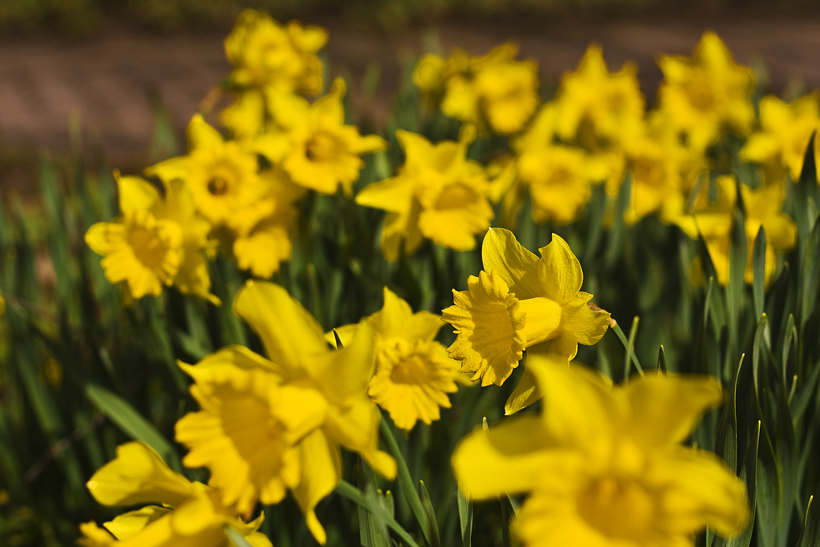 Ostern kommt bald...