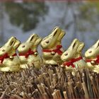 Ostern kommt bestimmt!