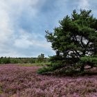 Ostern mal die Osterheide