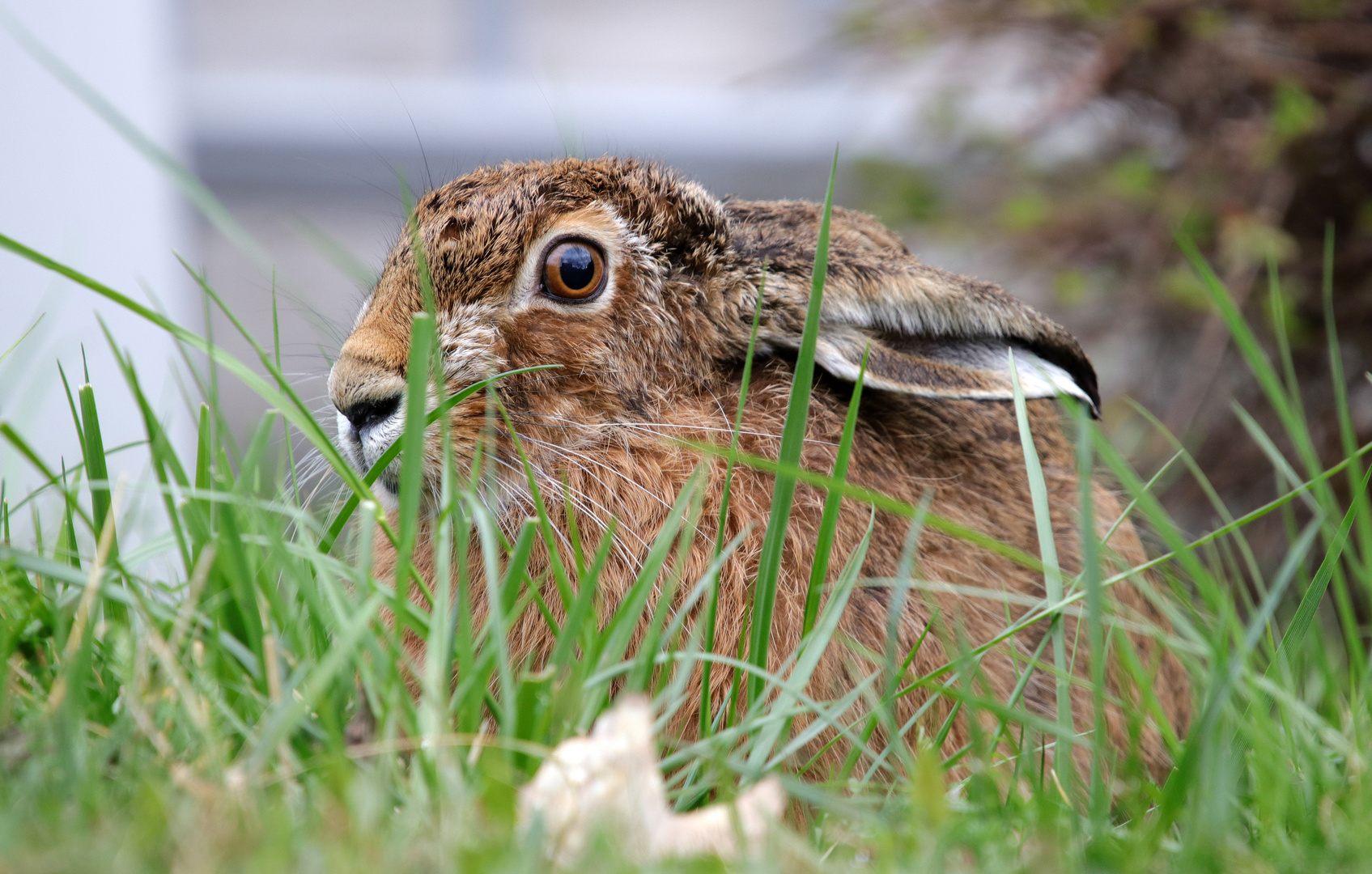 Ostern naht...