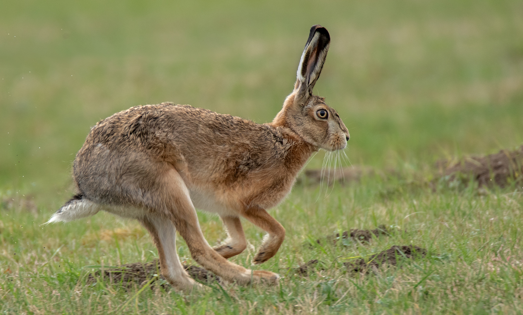 Ostern naht