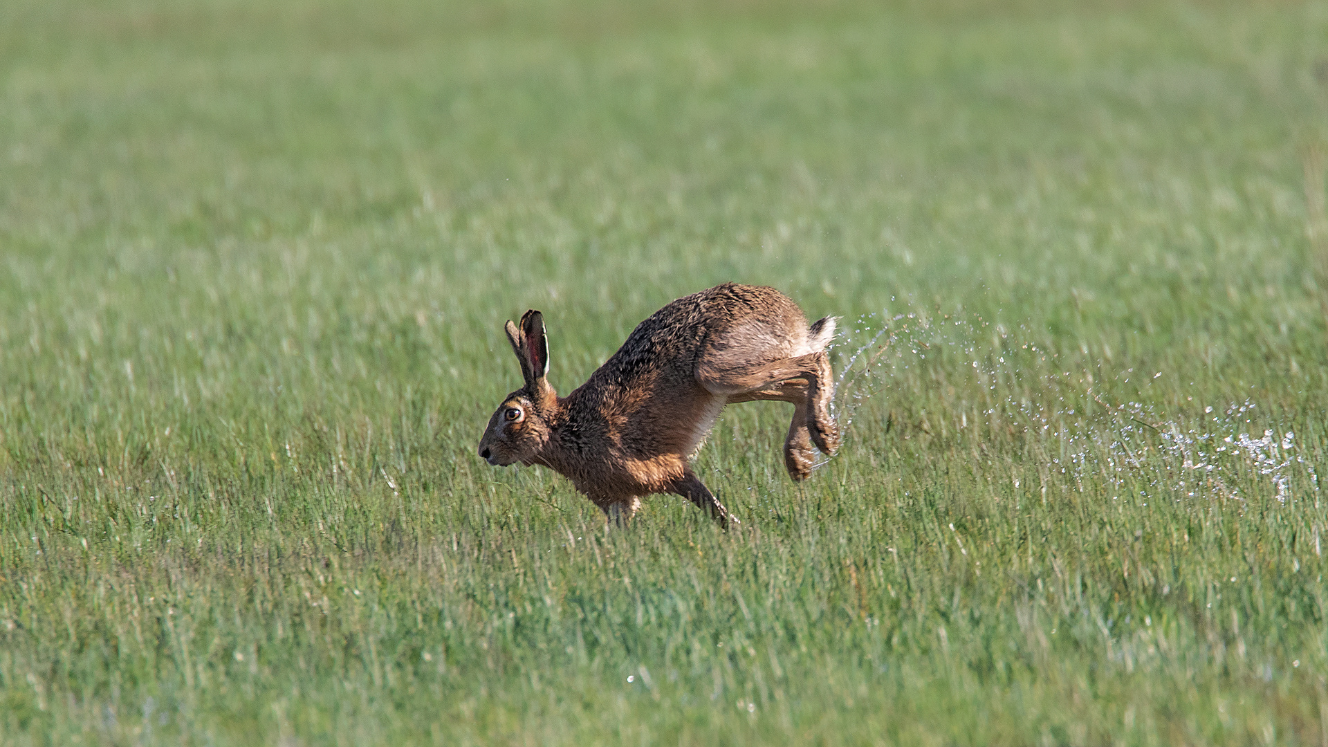 Ostern naht