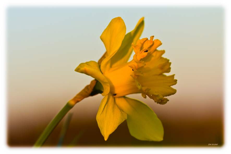 Ostern naht in gelber Pracht