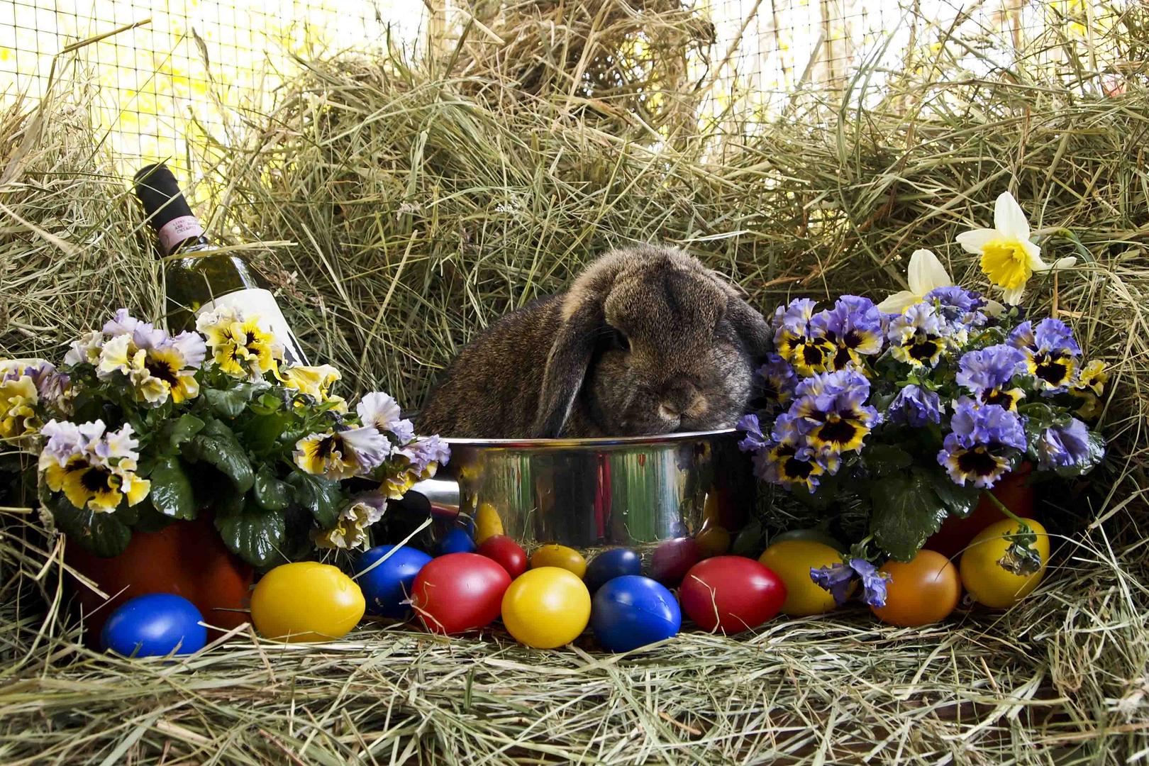 ostern rückt näher