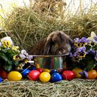 ostern rückt näher