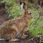 Ostern steht vor der Tür