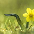 Ostern steht vor der Tür