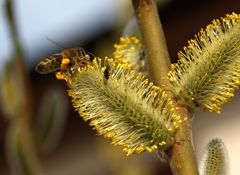 Ostern steht vor der Türe