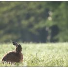 Ostern vorbei - für ihn werden die Tage jetzt entspannter