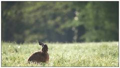 Ostern vorbei - für ihn werden die Tage jetzt entspannter