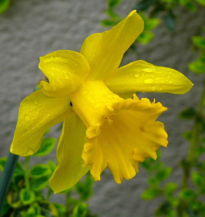 Ostern wird eingeläutet