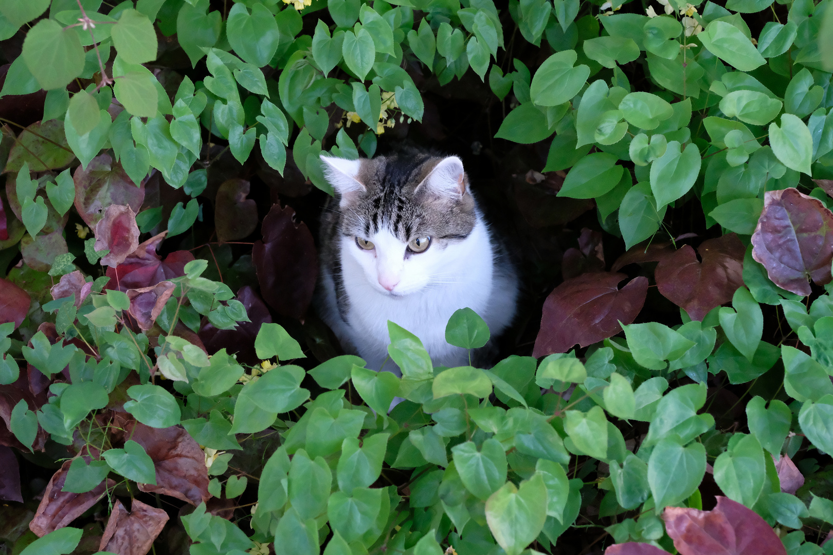 Osternest - Filou, wo ist meine Maus?