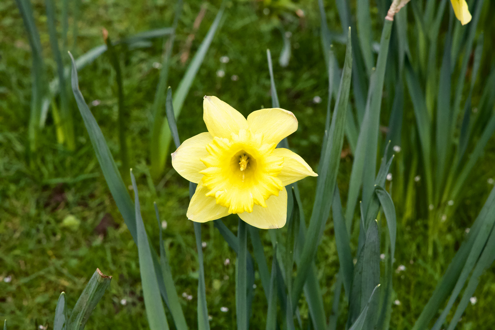 Osterngeläut!