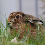 ~Osternvorbereitung~