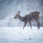 Osterreh sucht im Schnee nach Raps