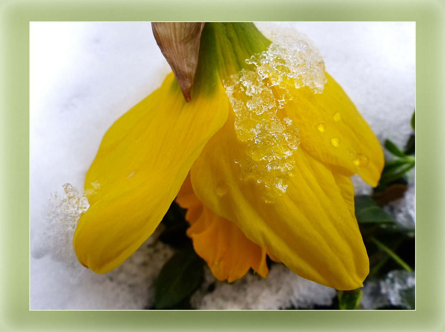 Oster(schnee)glöckchen