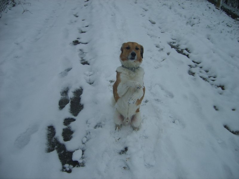 Osterschneehasenhund