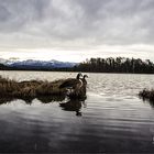 Osterseen mit Gänsen