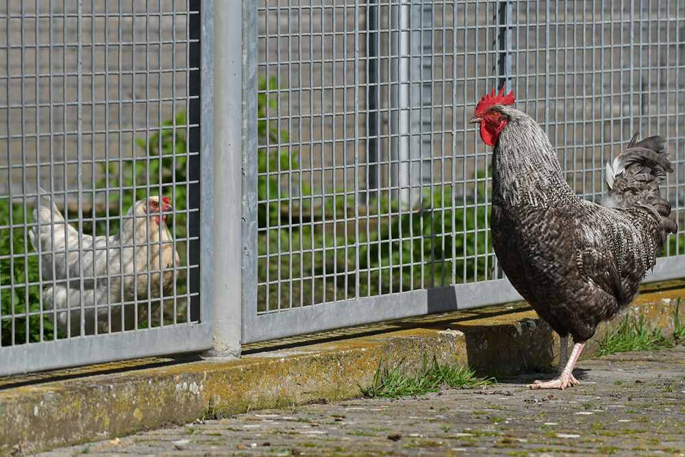 Ostersonntag 2024 im Vogelpark Biebesheim: Hahn - Ausflug oder wenn Männer denken 02