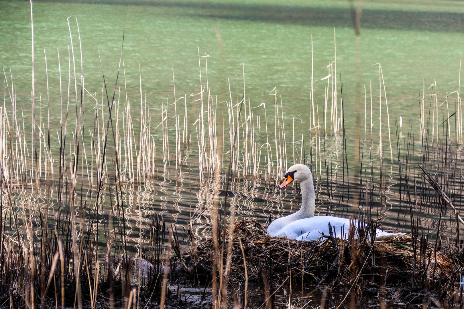 Ostersonntag am Reintaler See