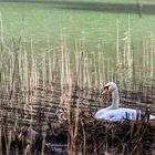 Ostersonntag am Reintaler See