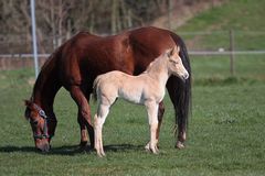 Ostersonntag auf der Weide (2)